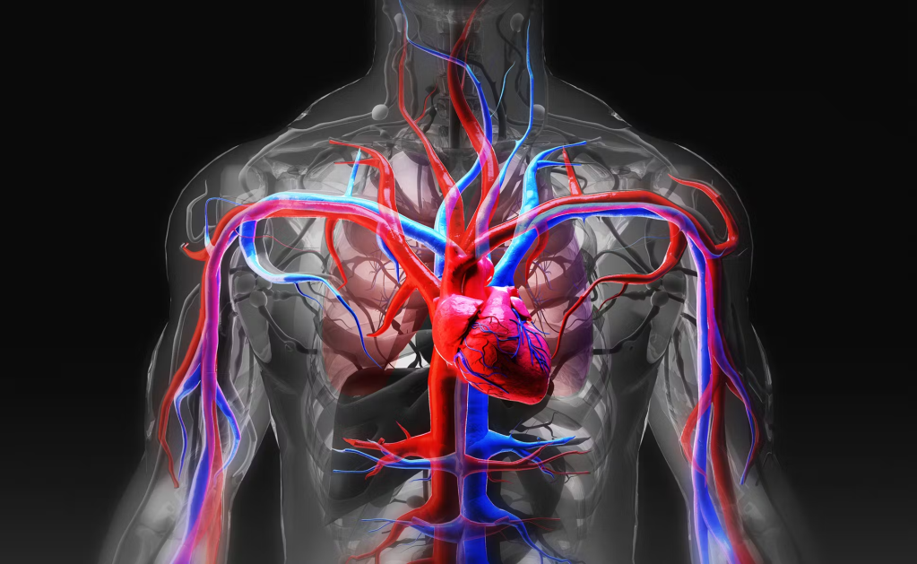 Blood circulation explained!