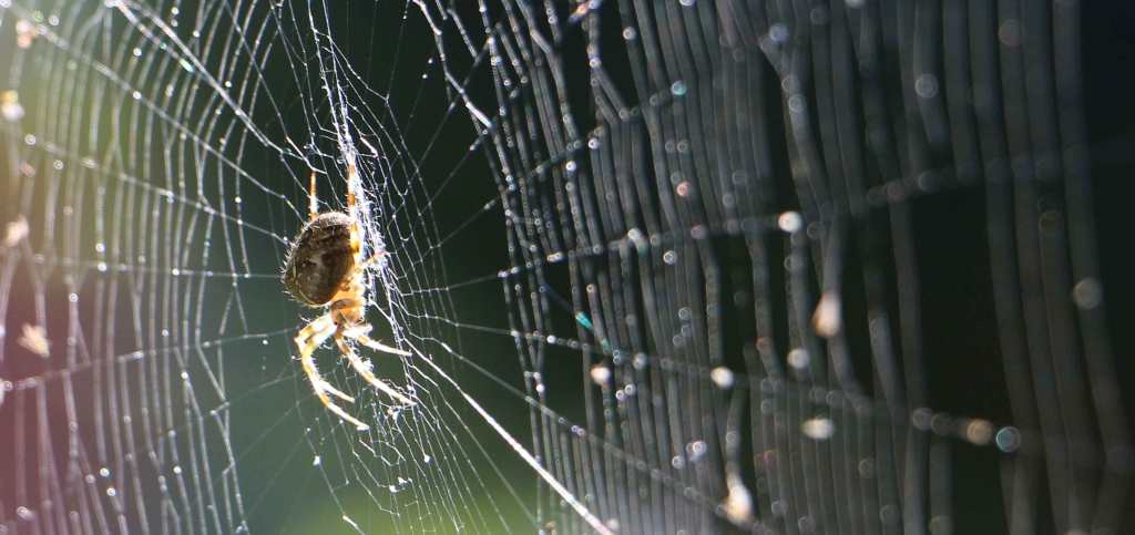 Is Spider Silk Stronger Than&nbsp;Steel?