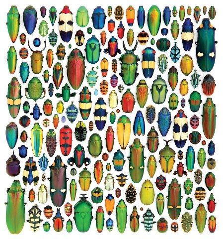 Why are there so many&nbsp;insects?
