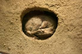 How does hibernation work?