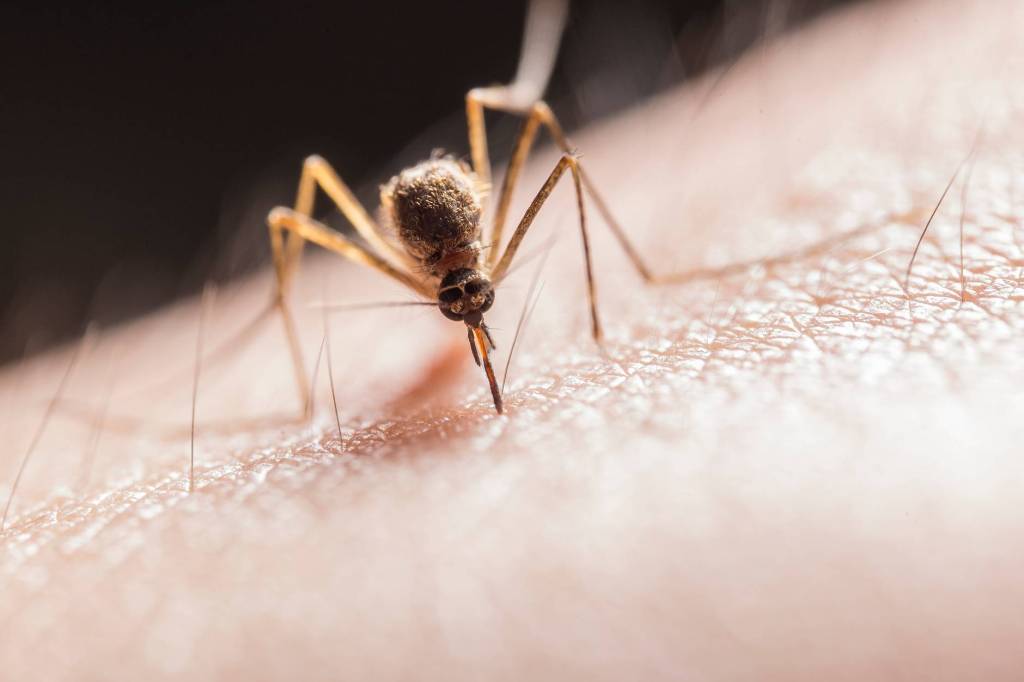 What Happens to Your Body When a Mosquito Bites&nbsp;You