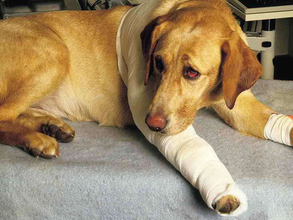 How do animals experience&nbsp;pain?