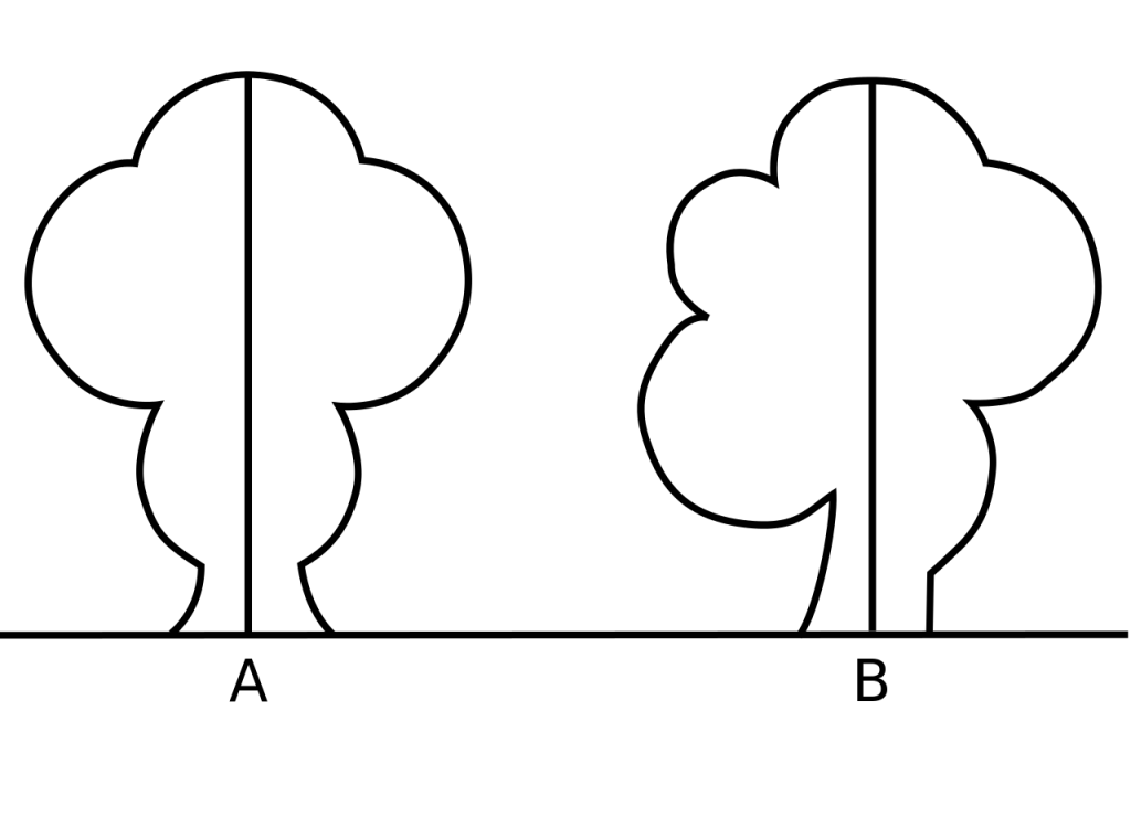 Why are human bodies&nbsp;asymmetrical?