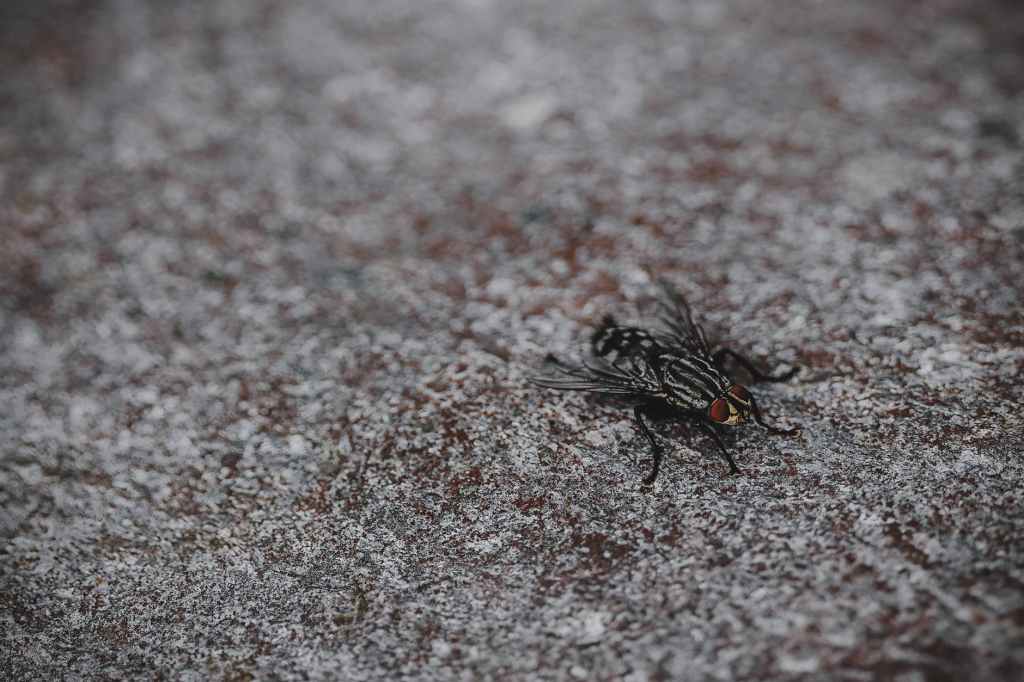 4 Sure Ways to Get Rid of Fruit Flies‏‎ at&nbsp;Home
