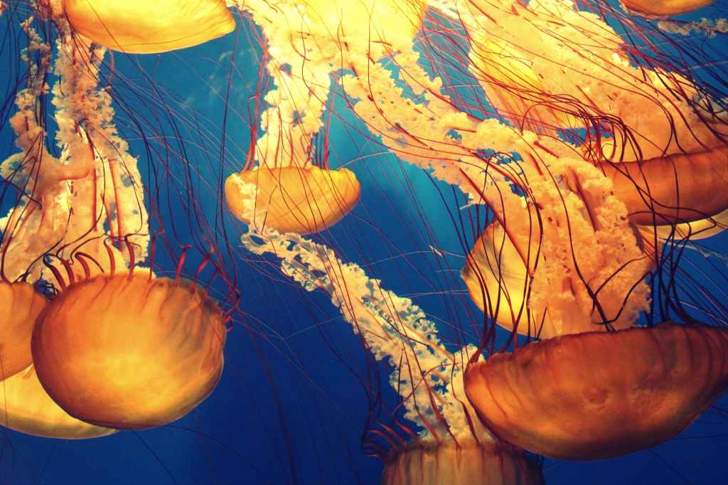 Jellyfish predate dinosaurs. How have they survived so long?