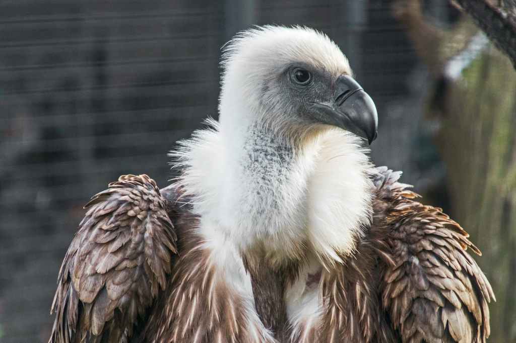 Vultures: The acid-puking, plague-busting heroes of the ecosystem