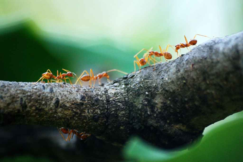 A Natural Way to Get Rid of Ants in Your House