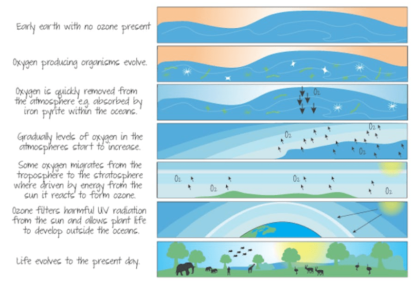 🌍 Stratospheric Ozone Development and Its Impact on Evolution