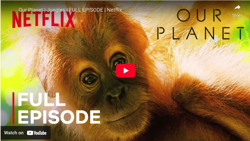 Our Planet |&nbsp;Jungles
